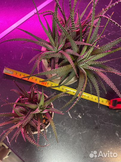 Кактус хавортия