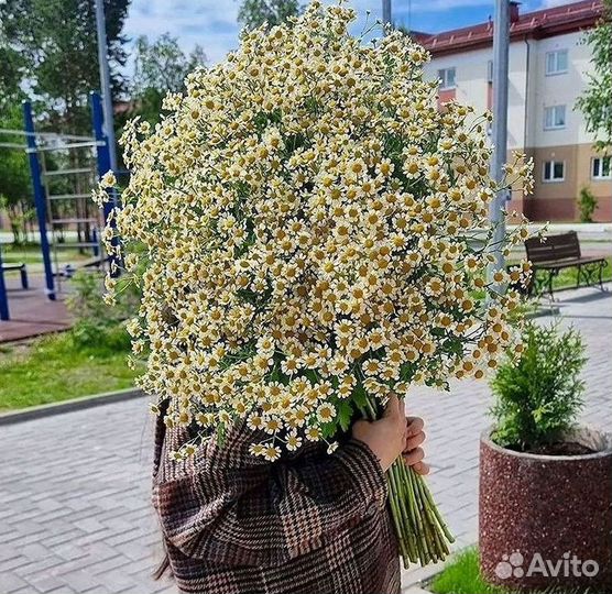 Ромашки Букет из ромашек доставка