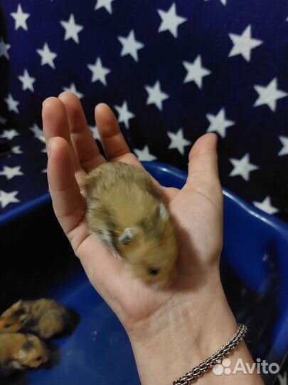 Сирийский хомяк