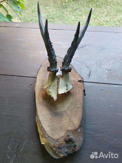 Рога косули, оленя, лося