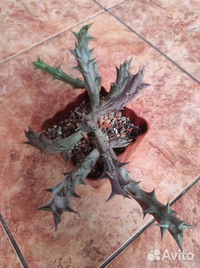 Caralluma hesperidum, edithcolea grandis