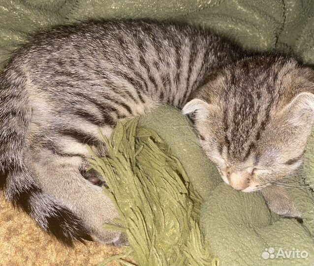 Кошка-котенок