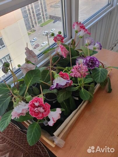 Продам глоксинии