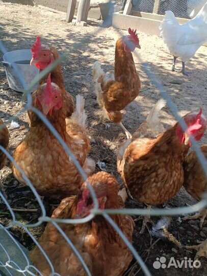 Петухи и куры