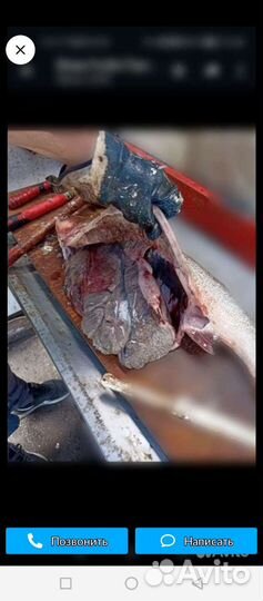 Живая и охлаждённая рыба