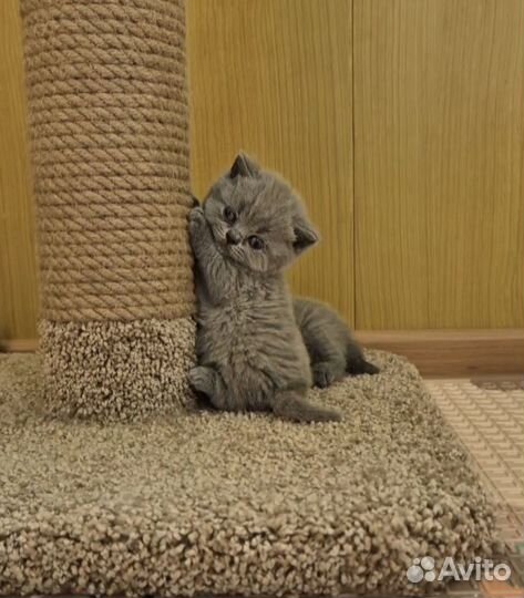 Британские котята