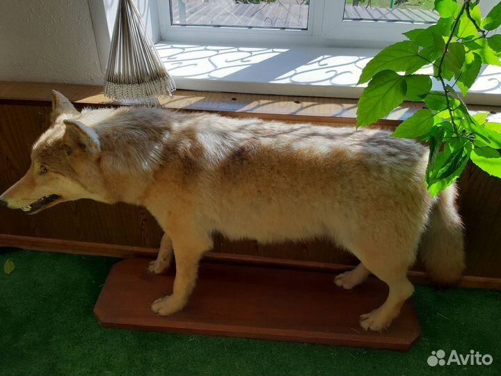 Чучело волка