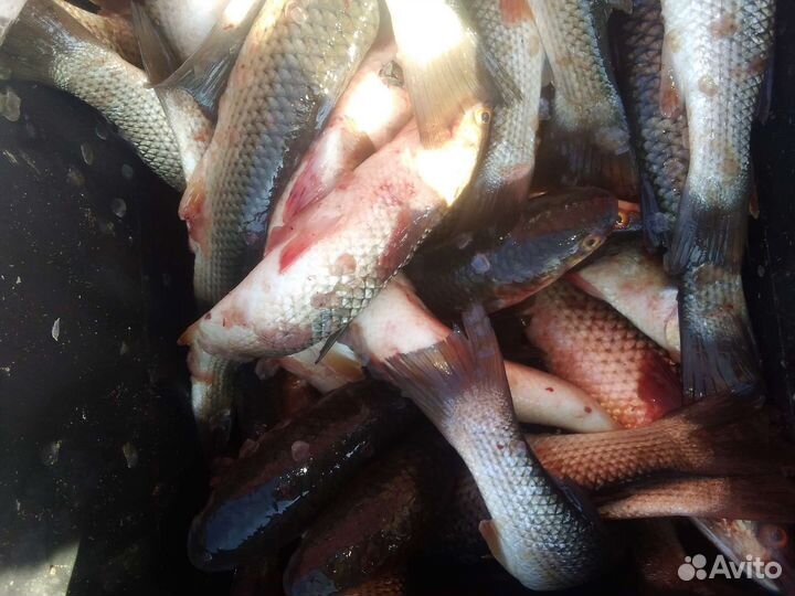 Рыба кефаль