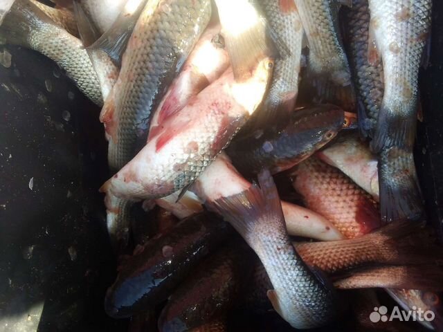 Рыба кефаль