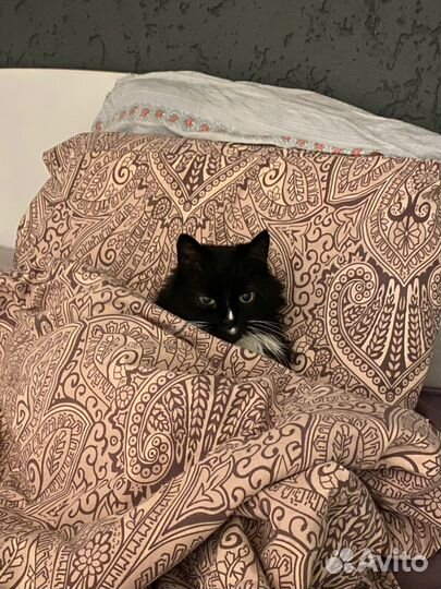 Передержка маленьких собак