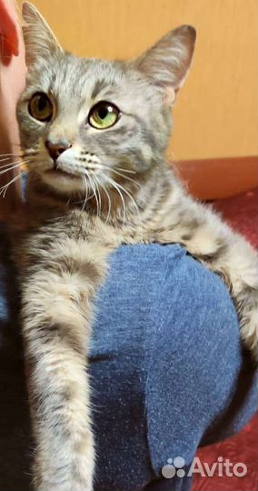 Мама с котятами в холодном подвале