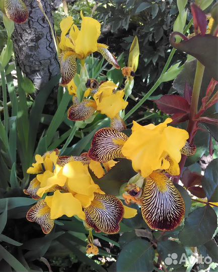 Ирис желтый + растение бонусом