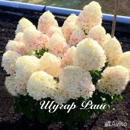 Гортензии саженцы