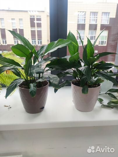 Спатифиллум 2 шт