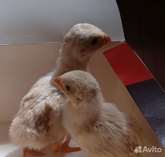 Цыплята