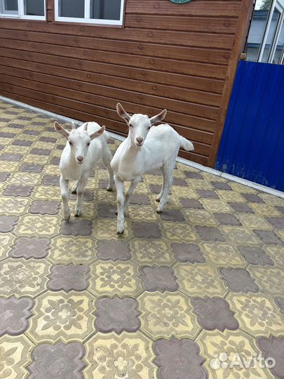 Козлята