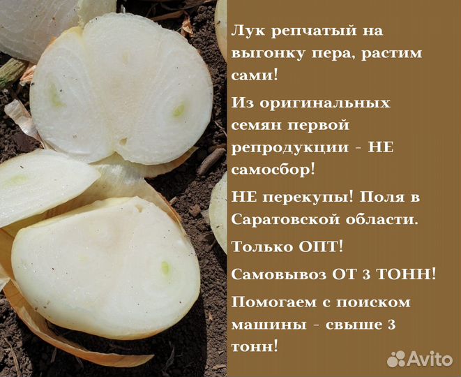 Лук на зелень Штутгарт опт от 3 тонн