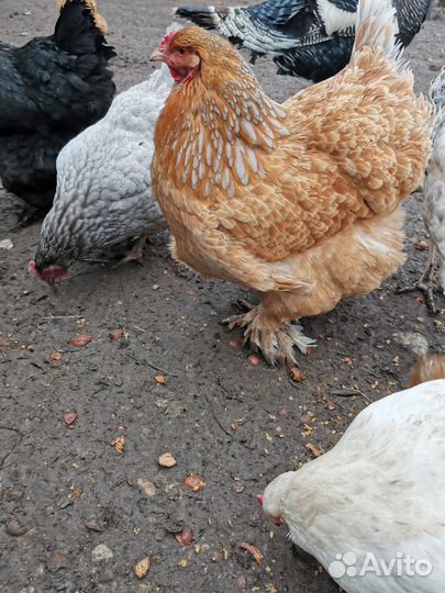 Тушка курицы домашней, тушка индоутки