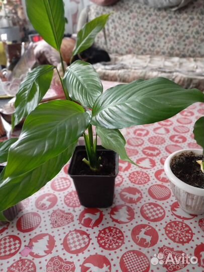 Комнатные растения цветы