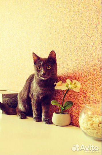 Джеки именно Ваш игривый и озорной мальчишка)