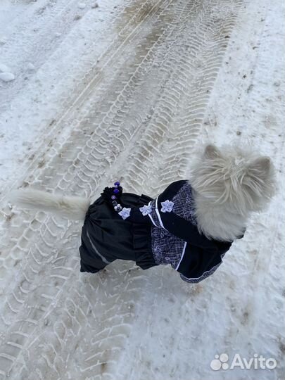 Одежда для собак