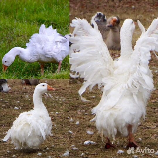 Гусаки и гусыни Севастопольской породы(Ленточная)