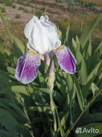 Цветы для сада