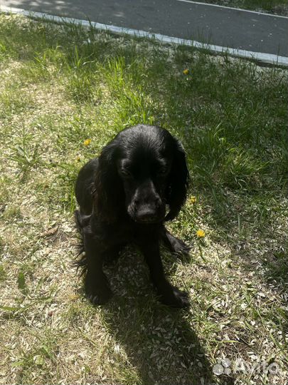 Русский спаниель