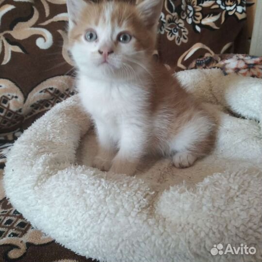 Кошка в дар бесплатно