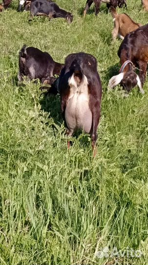 Англо нубийские козлята