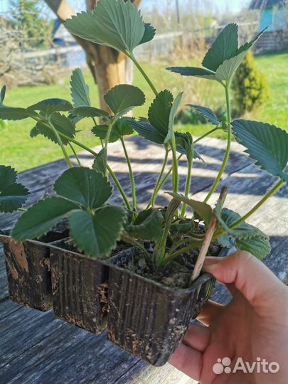 Клубника (саженцы зкс) весна 2023