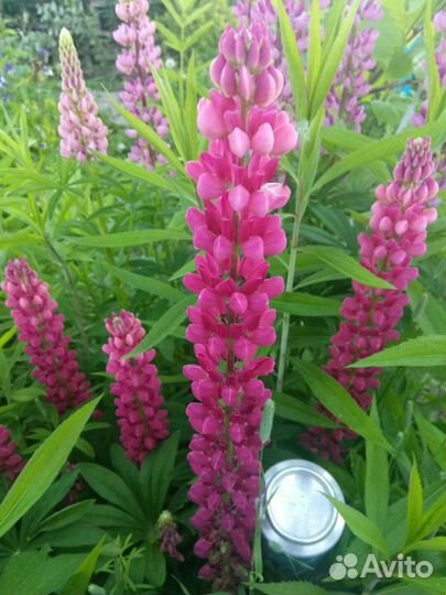 Семена люпина (смесь окрасок)