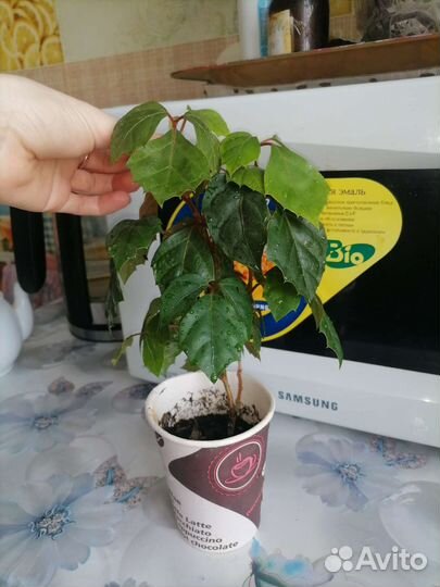 Циссус (Березка)