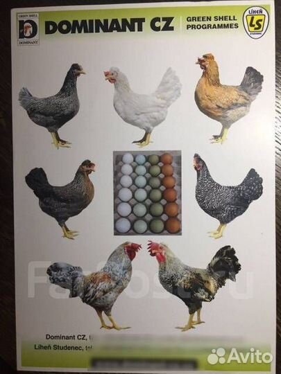 Куры молодки несушки