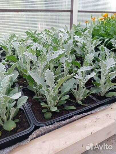 Рассада однолетних цветов