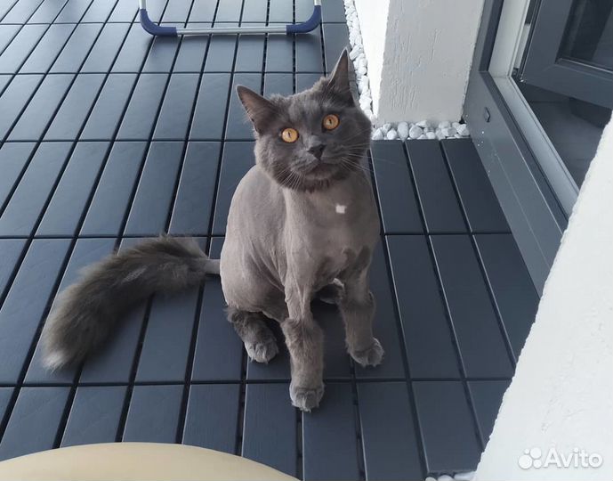 Стрижка собак и кошек с выездом на дом