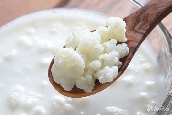 Тибетский (молочный) гриб