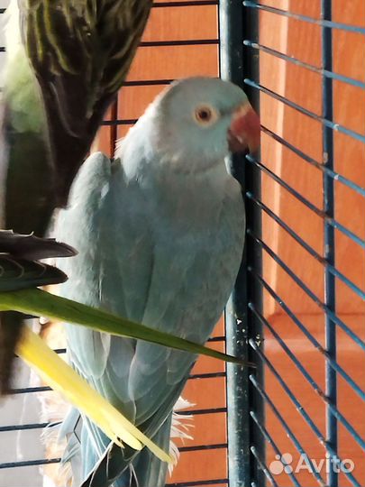 Ожереловый попугай