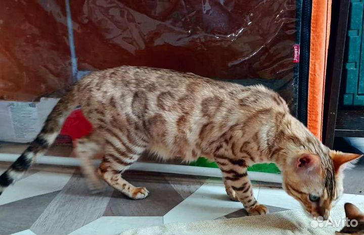 Бенгальский мальчик и девочка