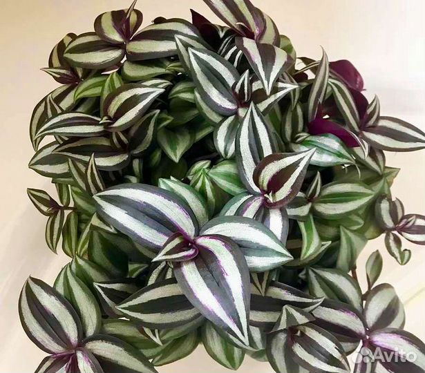 Традесканция зебрина