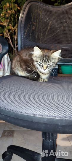 Котенок в добрые руки