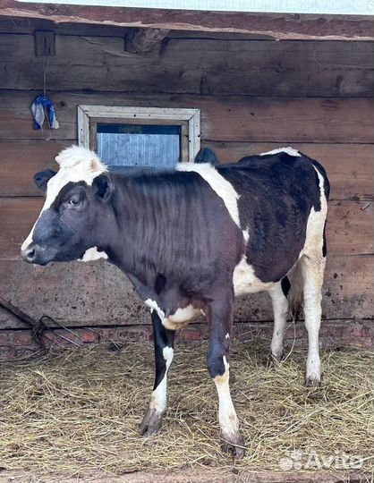 Коровы и телки стельные