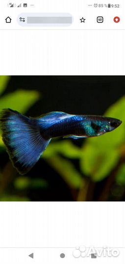 Гуппи синие