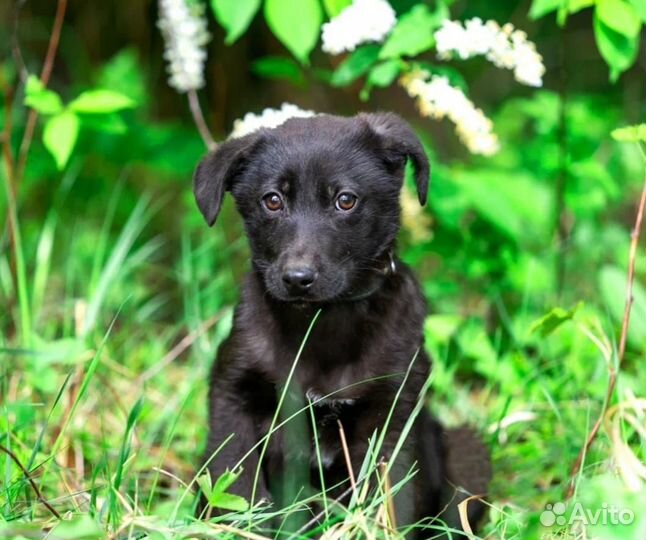 Щенки из приюта бесплатно