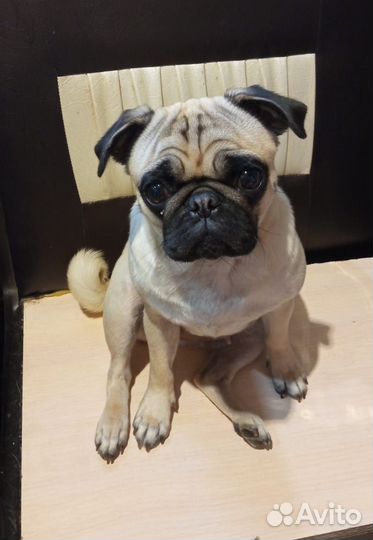 Мопс девочка