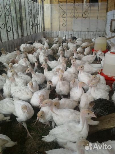 Месячные индюшата