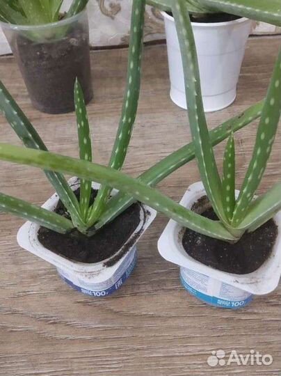 Алоэ вера, плектрантус