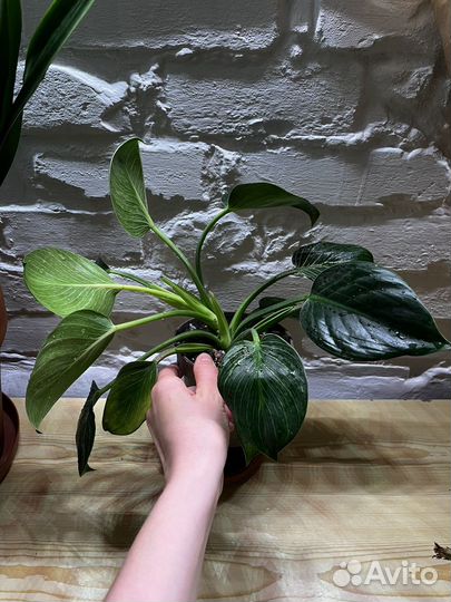 Филодендрон Биркин