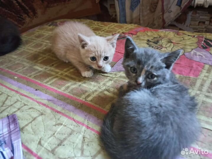 Котятки прямоухие
