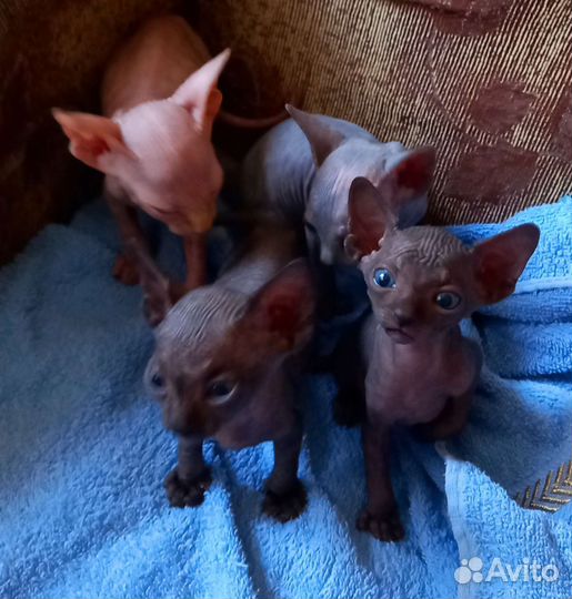 Канадский сфинкс